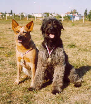 Chovatelská stanice Camden dog, australský honácký pes